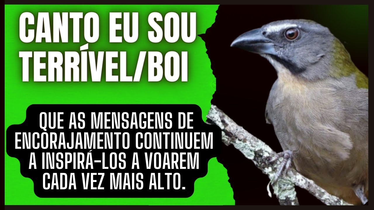 Trinca-Ferro Eu Sou Terrível Boi #trincaferro