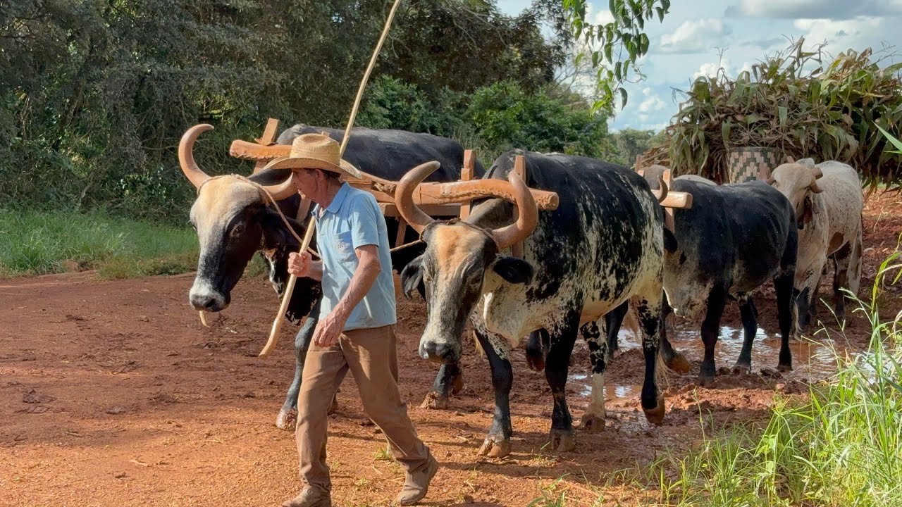 BOIADA GIROLANDA MOSTRANDO SERVI&Ccedil;O NO CARRO DE BOI