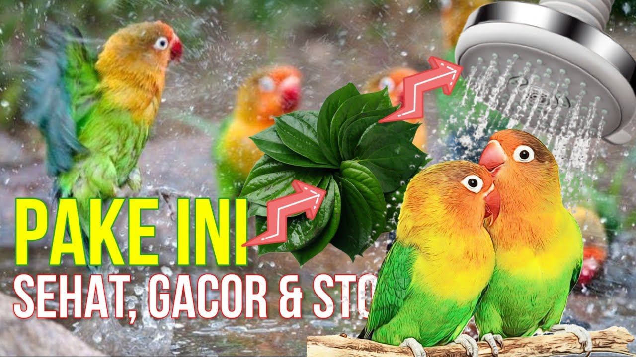 Cara Memandikan Lovebird Galak menjadi Jinak yang Benar (Rahasia Gacor Ngekek)