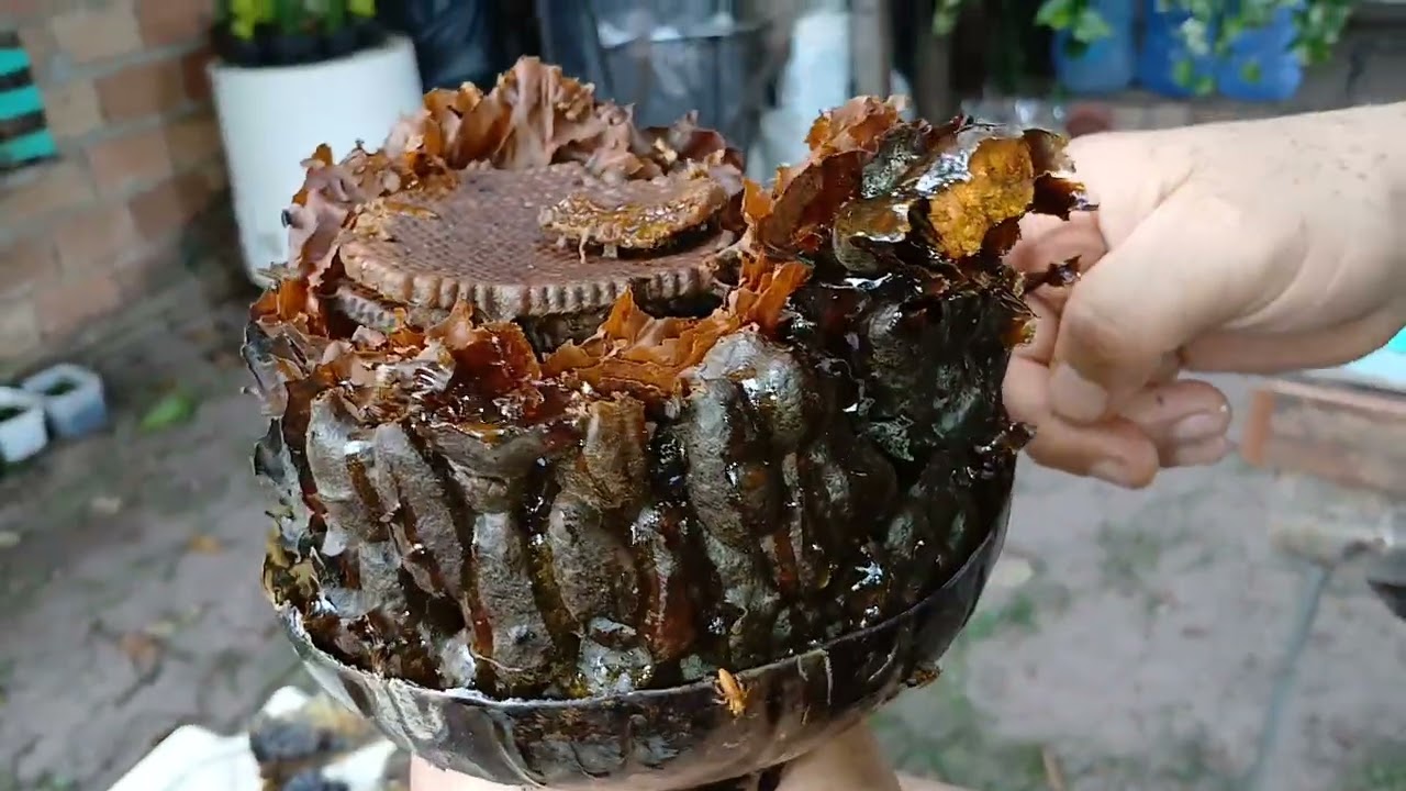 Transferência de Abelha Borá Pito de Vidro 🐝 da Pet para a Caixa Inpa #abelhasemferrão 