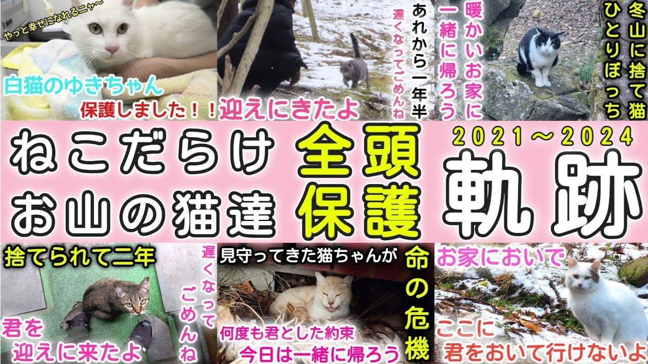 【24頭保護総集編】3年間山奥でお世話していた猫ちゃん全頭保護までの軌跡