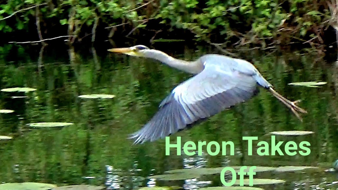 Heron Grey Heron Takes Flight