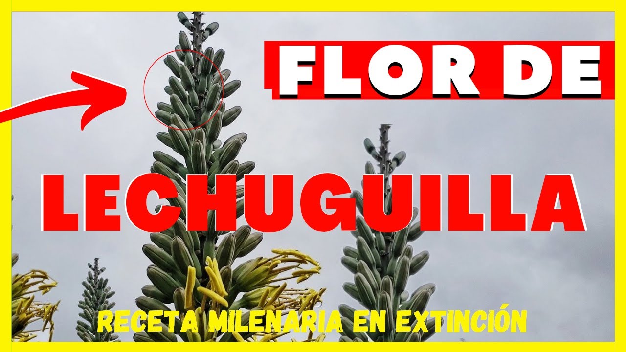 FLOR DE LECHUGUILLA, ¿QUÉ ES? | CONOCE ESTA RECETA A PUNTO DE EXTINGUIRSE