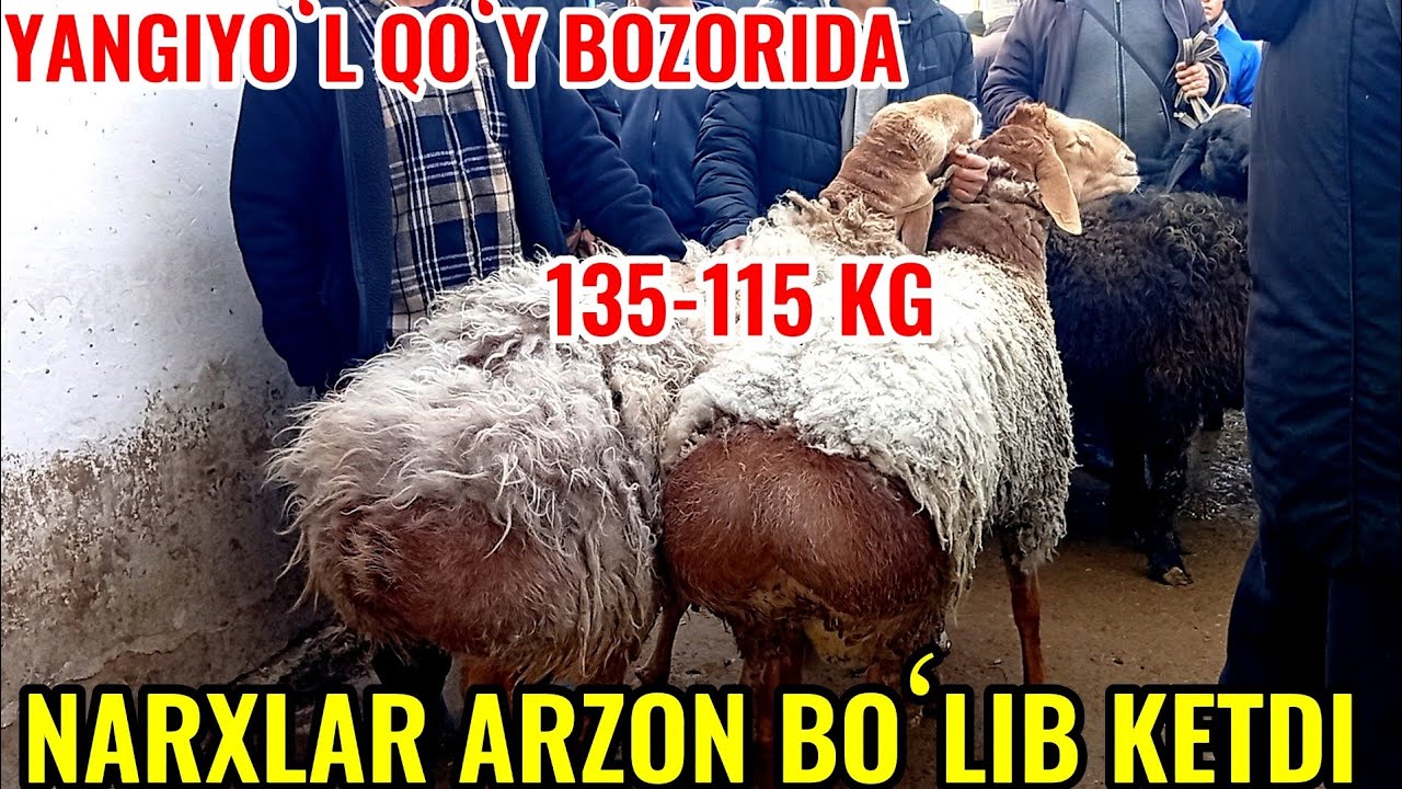 YANGIYOʻL QOʻY BOZORIDAGI BUGUNGI NARXLAR DAXSHAT BOʻLDI TANISHAMIZ 🐏🐑🐐