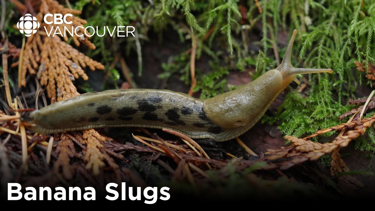 This little guy has more teeth than your entire family | Banana Slugs