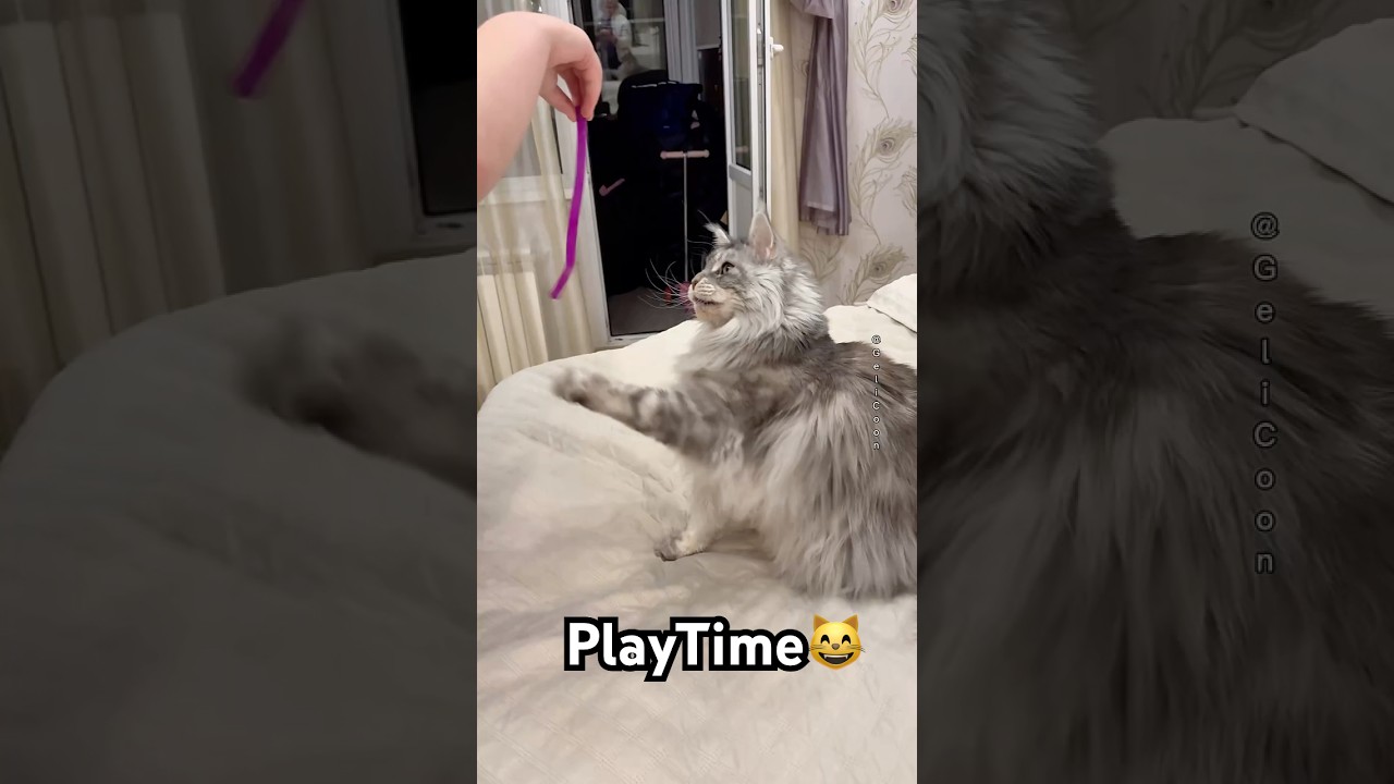PlayTime😸
