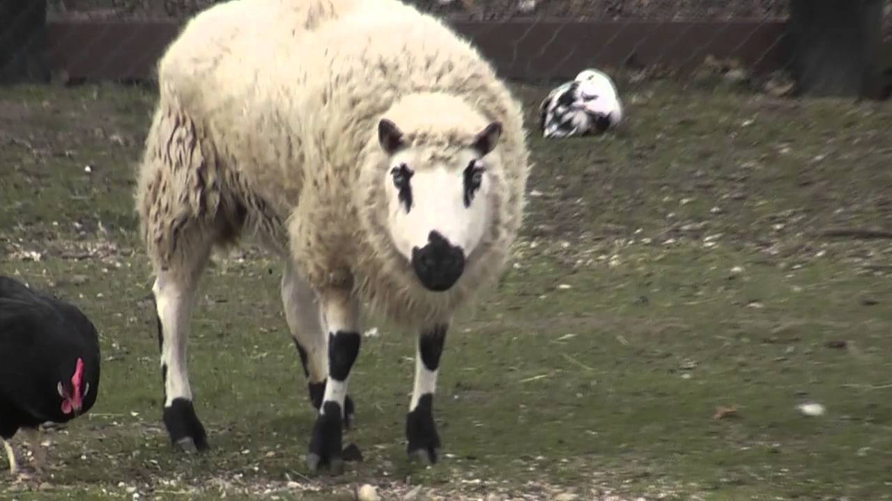 BO SUSTEREN