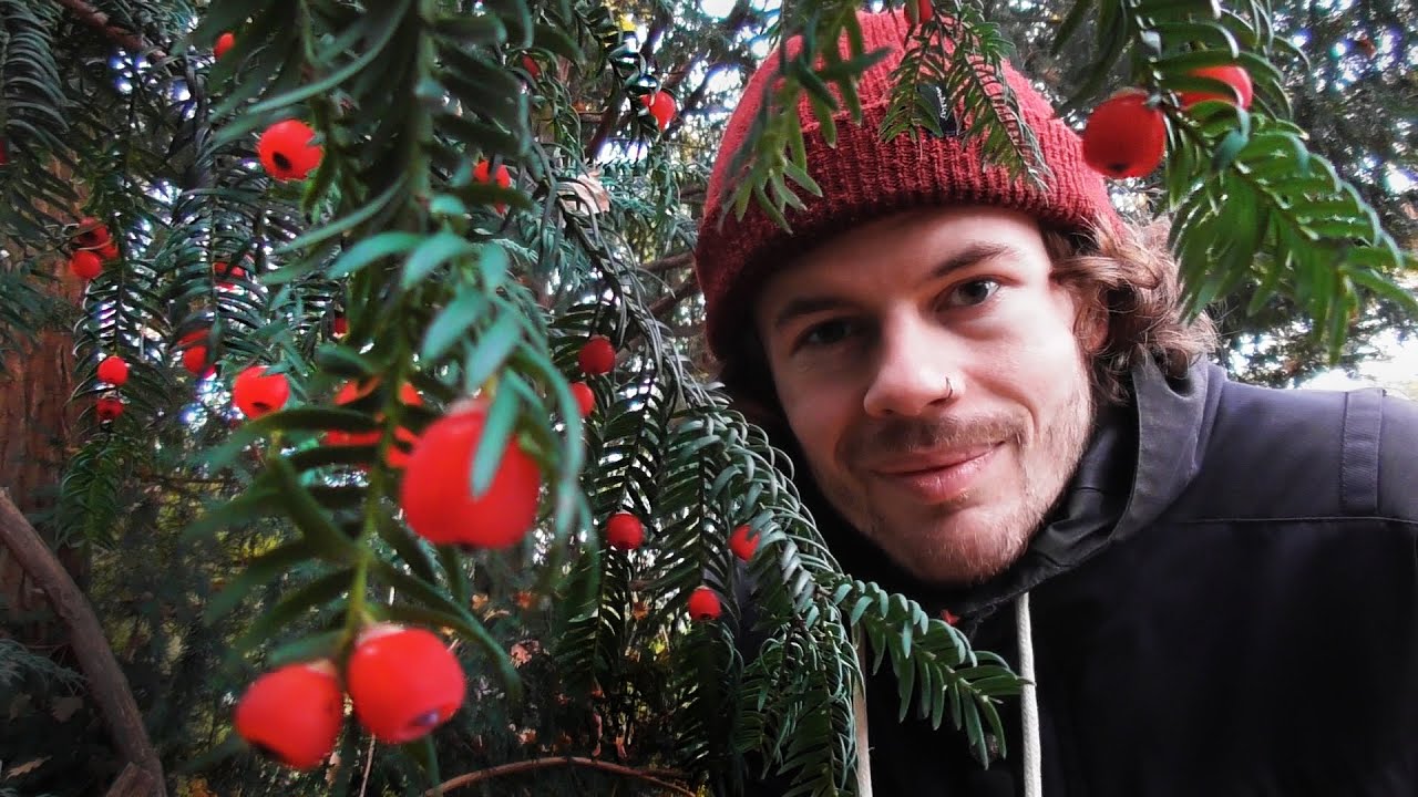 Tödlich giftig und leckere Nascherei - Die Eibe - Ein Zauberbaum mit vielen Gesichtern!