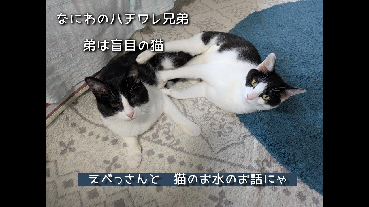 なにわのハチワレ兄弟【弟は盲目の猫】猫は　水をのむところにこだわるのにゃ＃保護猫＃ハチワレ＃盲目の猫＃猫水飲み場