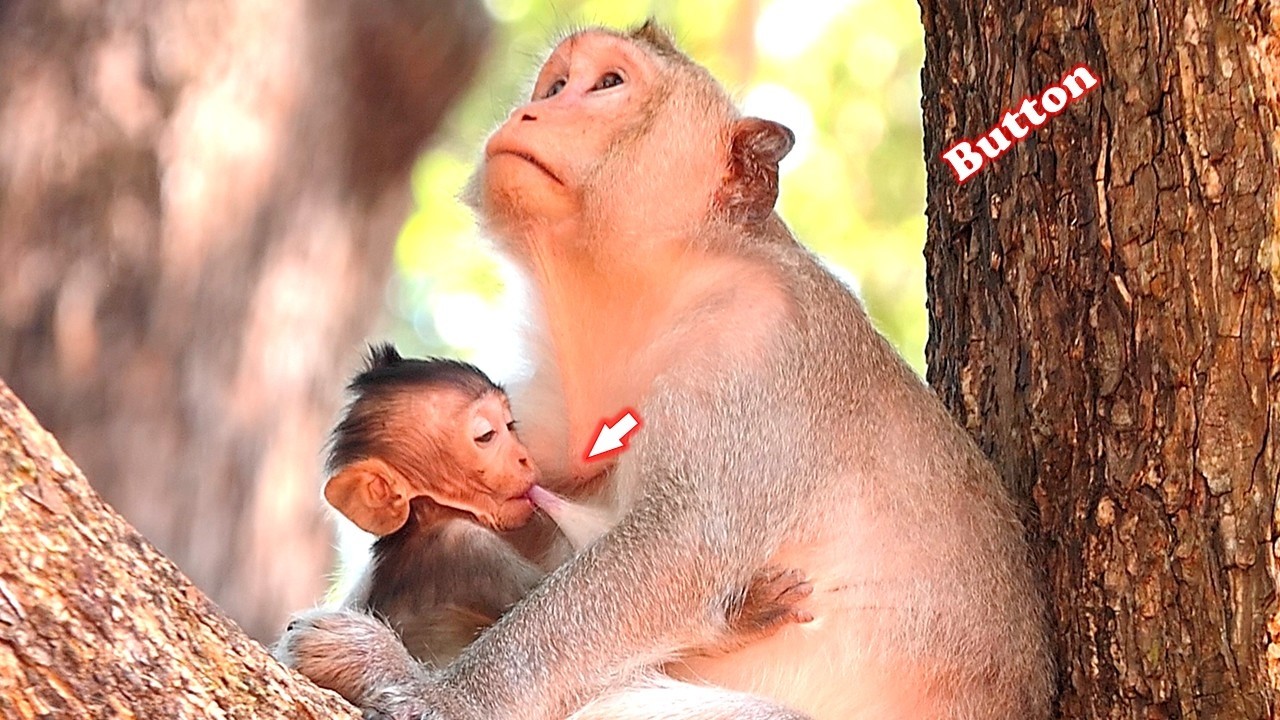 The adorable baby Bessis drinks milk deliciously after a collision with Rose