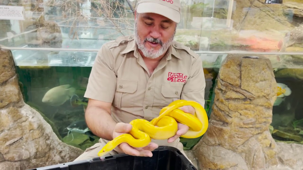 RAREST Reticulated Pythons in the World!