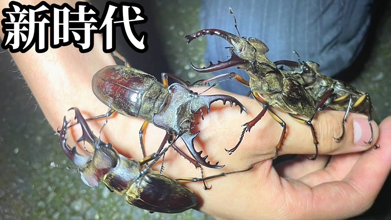 【灯火採集】蚊に刺されずにミヤマクワガタを捕る方法とは？
