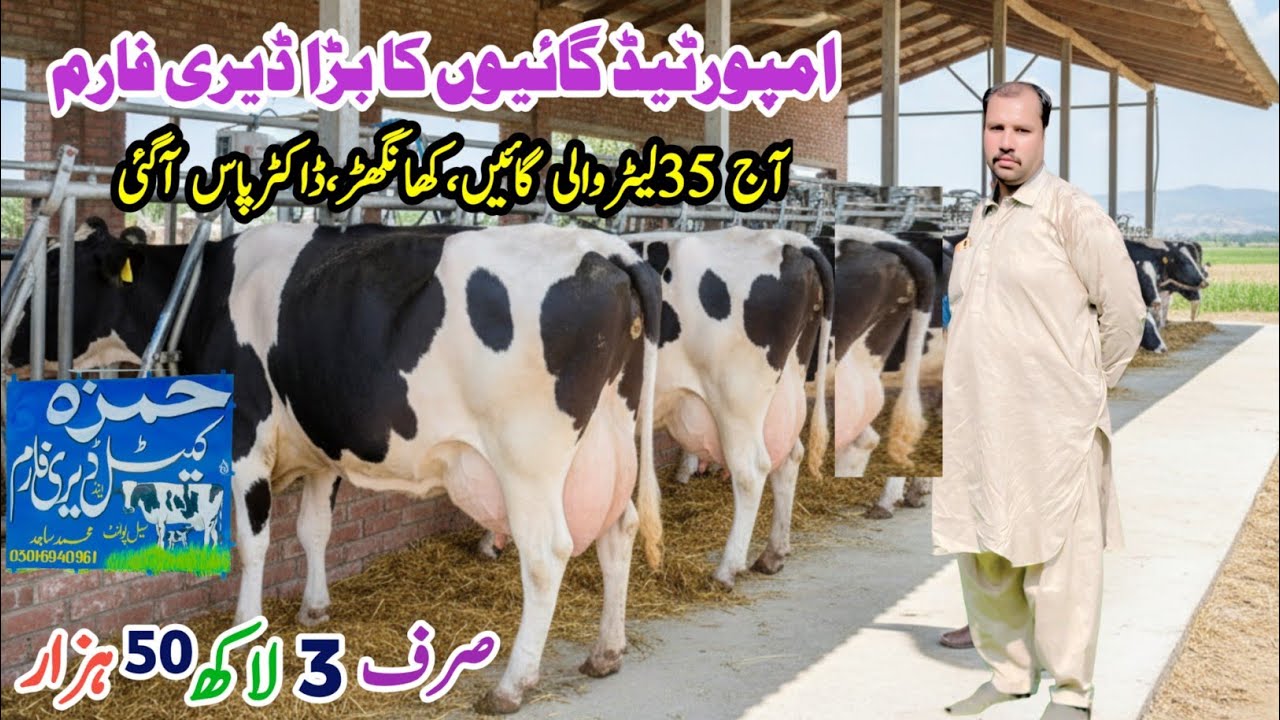 Imported Cows for sale | Imported Khangarh  Cows wholesale Point | HF Cows and Heifers |20September 