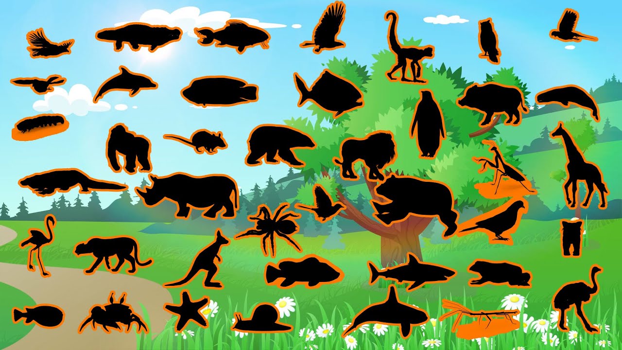 🦒 Desafio das Sombras dos Animais! Aprenda Brincando