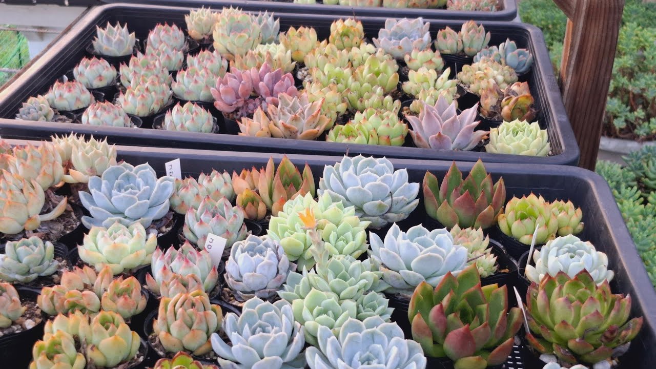 [Succelent ]How to grow colorful Succelent ？