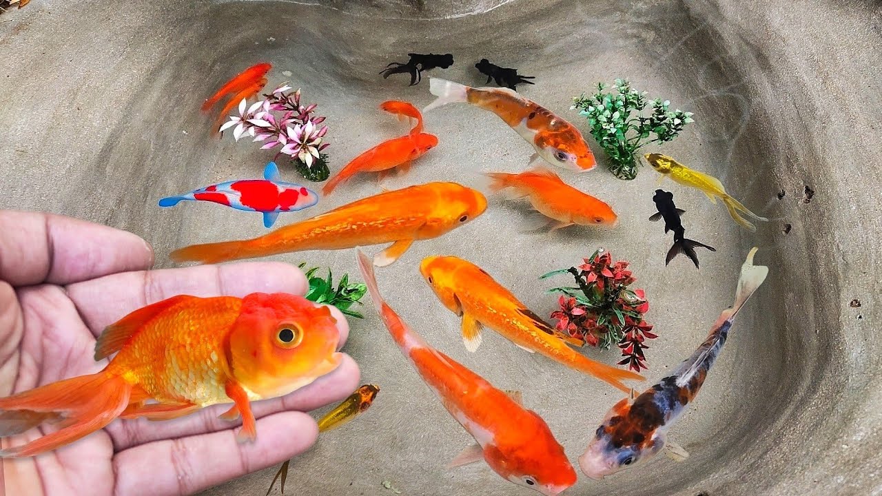 Serok ikan hias warna-warni, ikan koi, ikan mas koki hias, ikan komet hias, ikan gurami, kura-kura