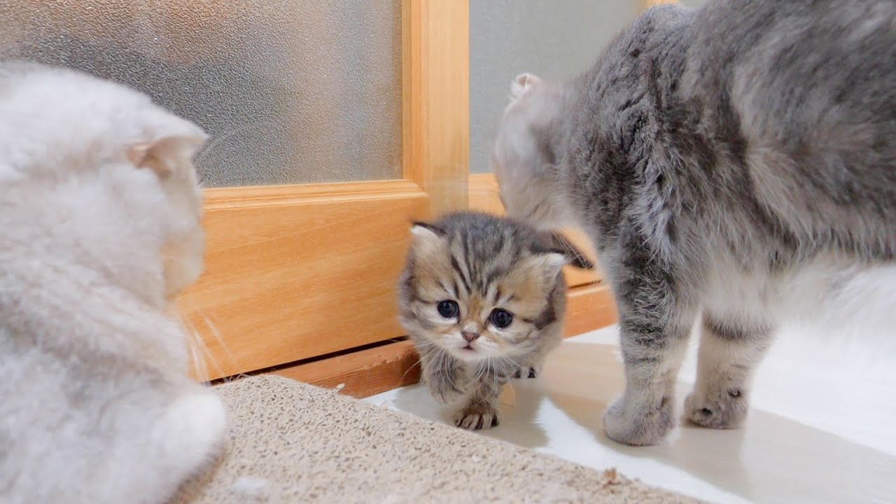Маленький котёнок настолько озорной, что от него невозможно отвести взгляд.😂