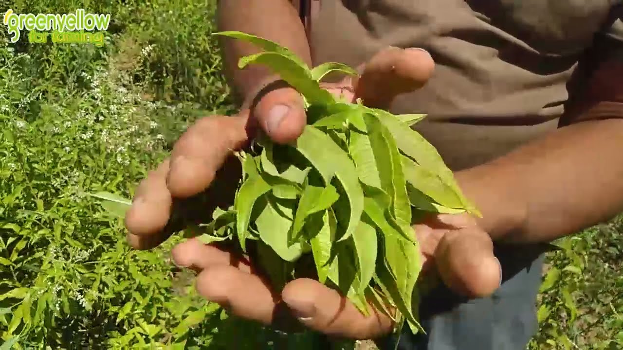 جميع المعلومات المتعلقة باللويزا او المليسا