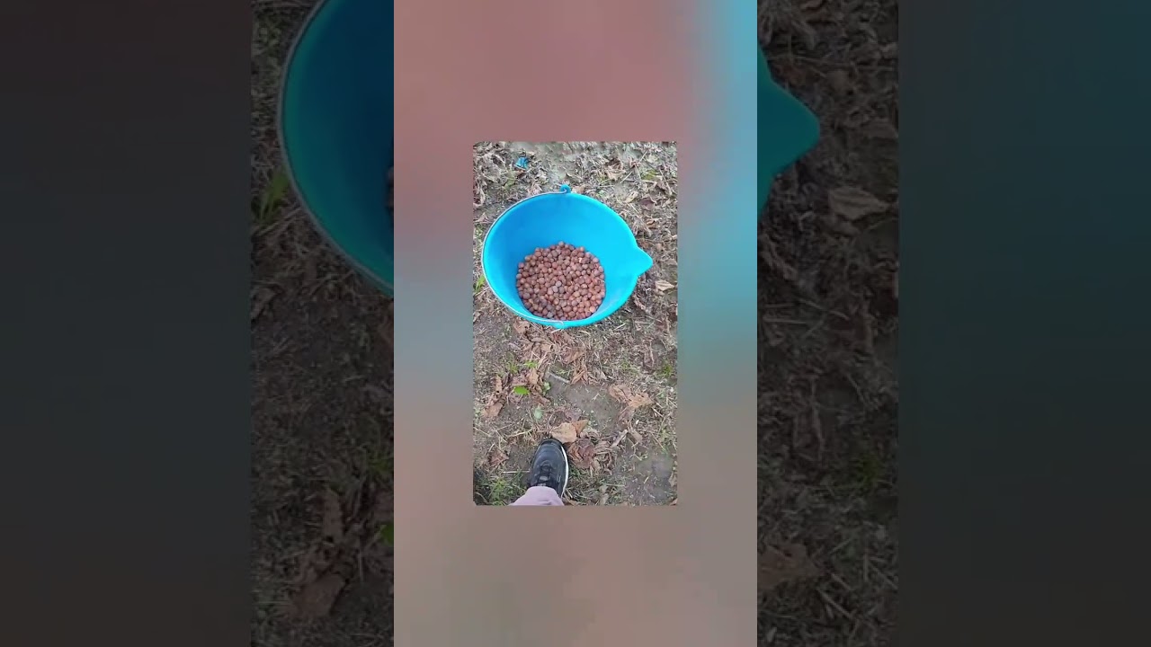suoni della natura raccolta nocciole ASMR ITA 