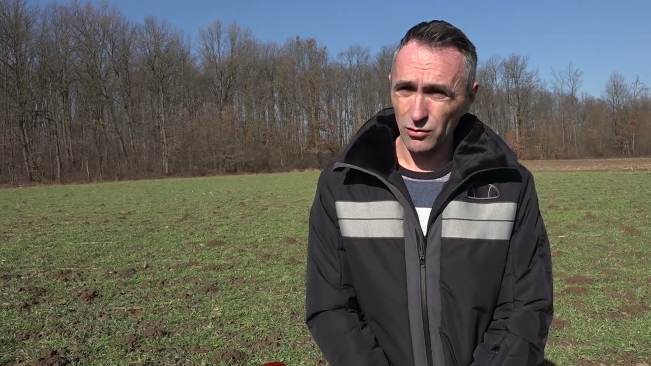 Prihrana pšenice - ko nije uradio sada je krajnji rok