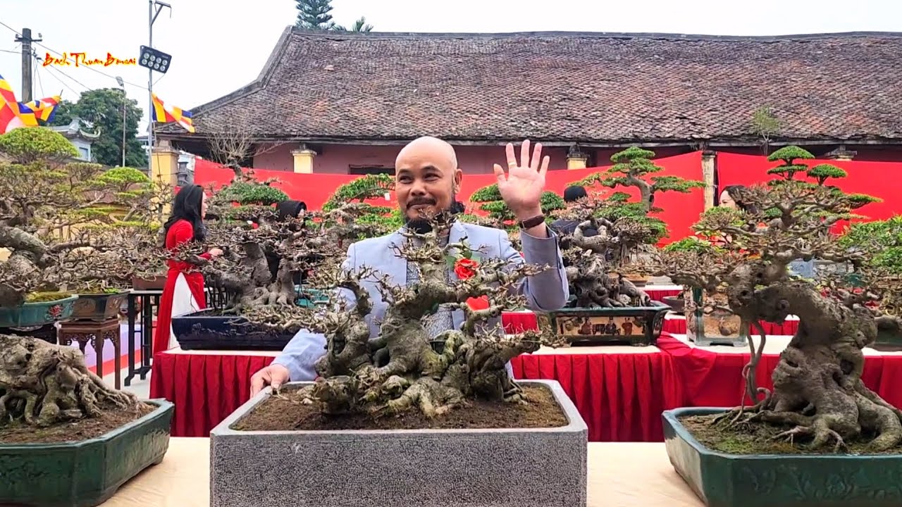 Giàn Bonsai bê tay trưng bày tại triển lãm Cây cảnh Đền Gin Nam Dương Nam trực