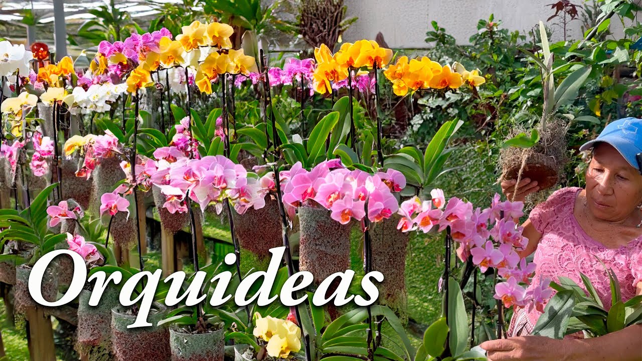 ORQUIDEAS PERFECTAS y con MUCHAS FLORES!! Como CUIDAR las ORQUIDEAS PHALAENOPSIS