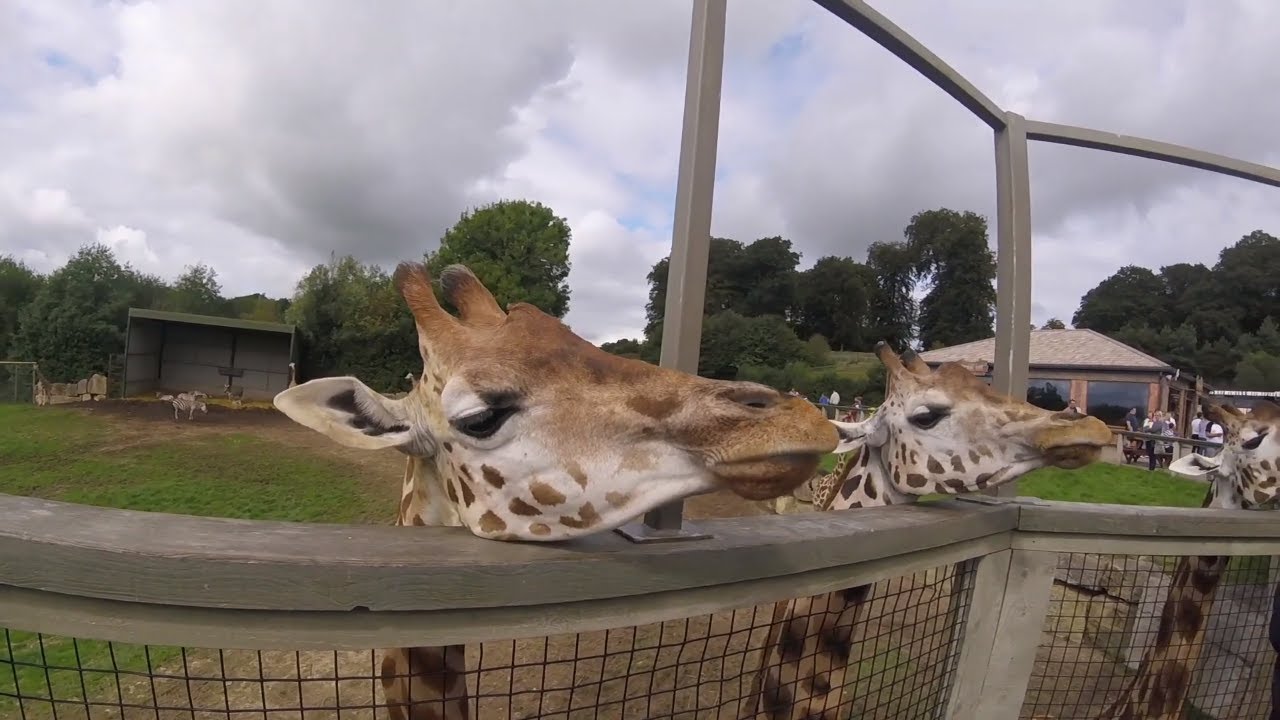 Giraffe Feeding at Longleat Safari Park