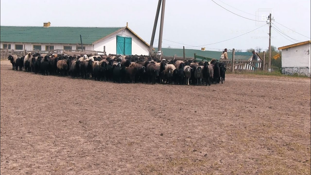 Овцекомплекс каракульских овец в Тарутинской степи