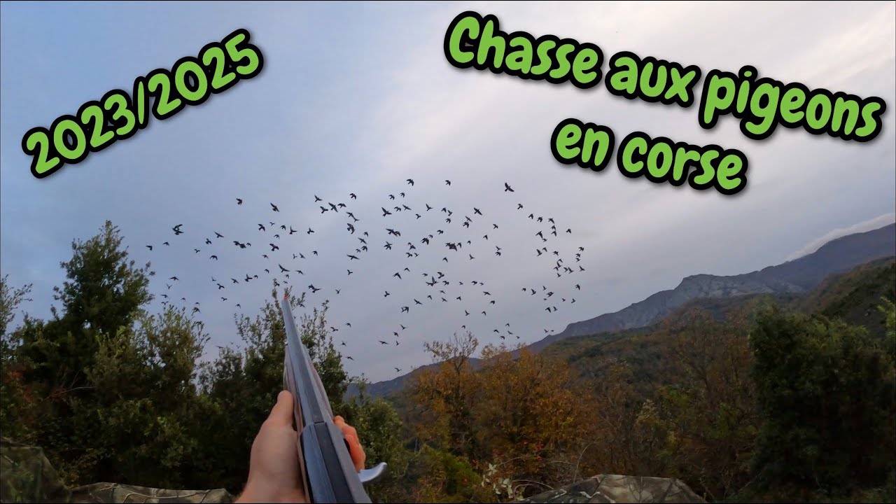 Chasse aux pigeons en Corse 23/25