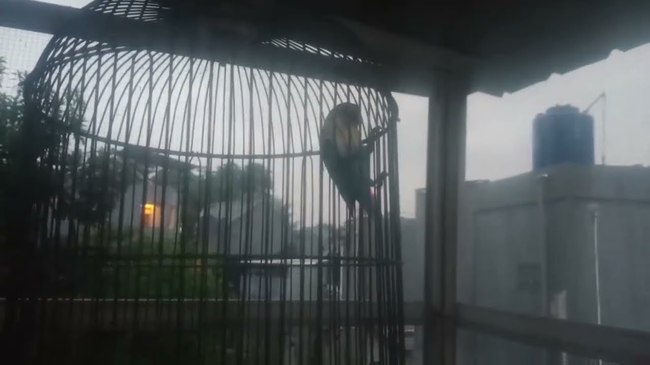 ASSE LOVEBIRD sedang live sekarang!