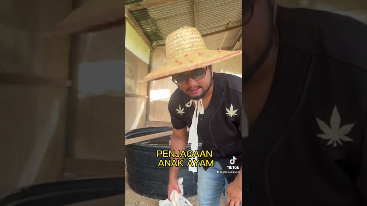 JOM TERNAK AYAM BELANDA MACAM MANA CARANYA?  #ayambelanda #farming #turkeyhunting