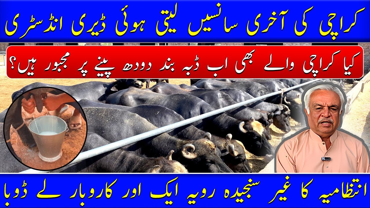 Milk price crises in Karachi| What are the issues of milk industry? کراچی میں دودھ کا مثلہ گھمبیر