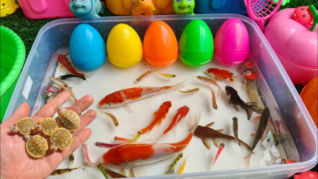 Mixed Aquarium Fish Unboxing & Netting | Relaxing Music
