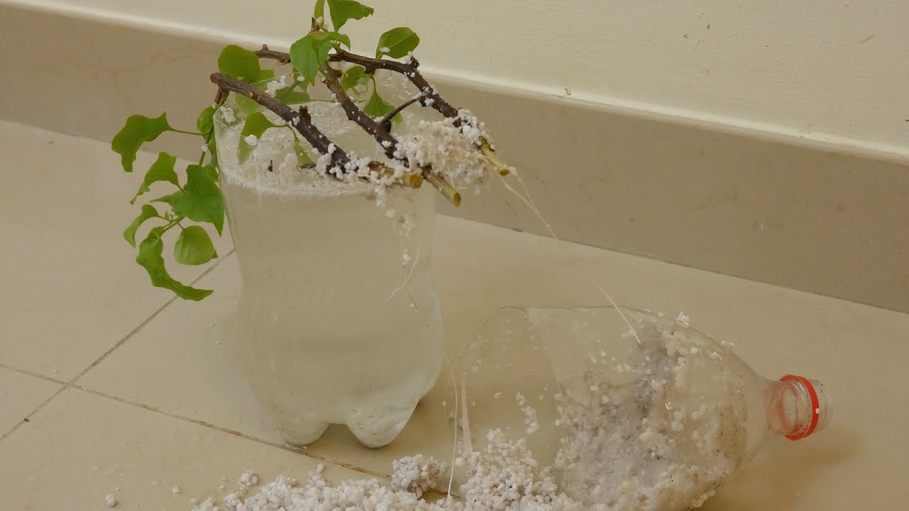 Propagate Bougainvilleas Indoors | Forget LECA/ICU Just Get Perlite | Cheapest Soilless Grow Medium