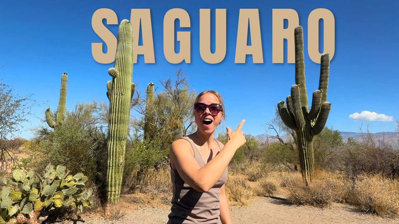 Desert Beauty at Saguaro National Park 🌵