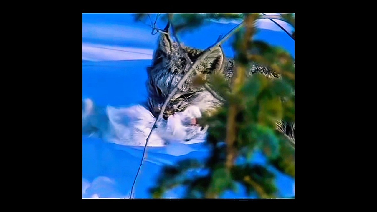 Snowshoe Hare vs Canadian Lynx | The Ultimate Winter Chase
