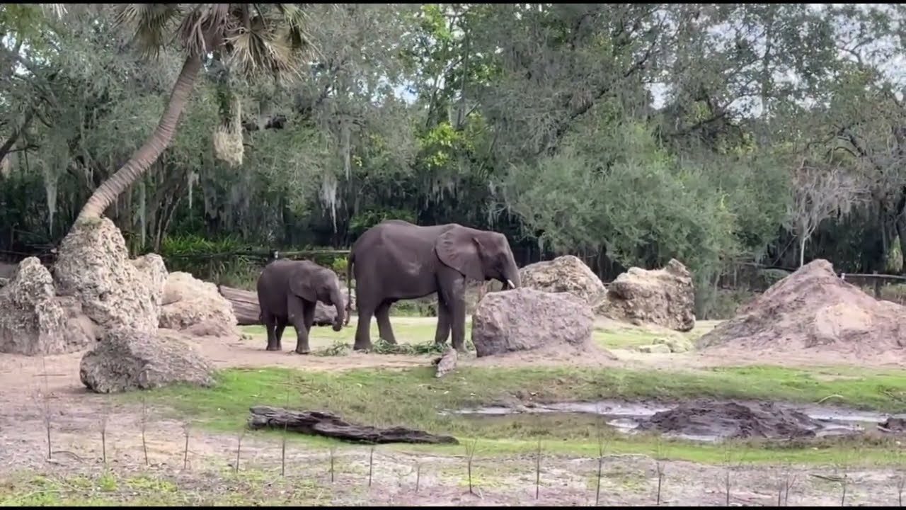 Animal Kingdom Kilimanjaro Safari this morning 