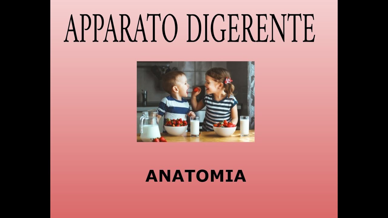 Anatomia dell'apparato digerente