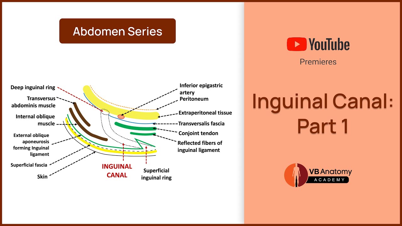 Inguinal Canal: Part 1: Anatomy, Function, and Clinical Significance
