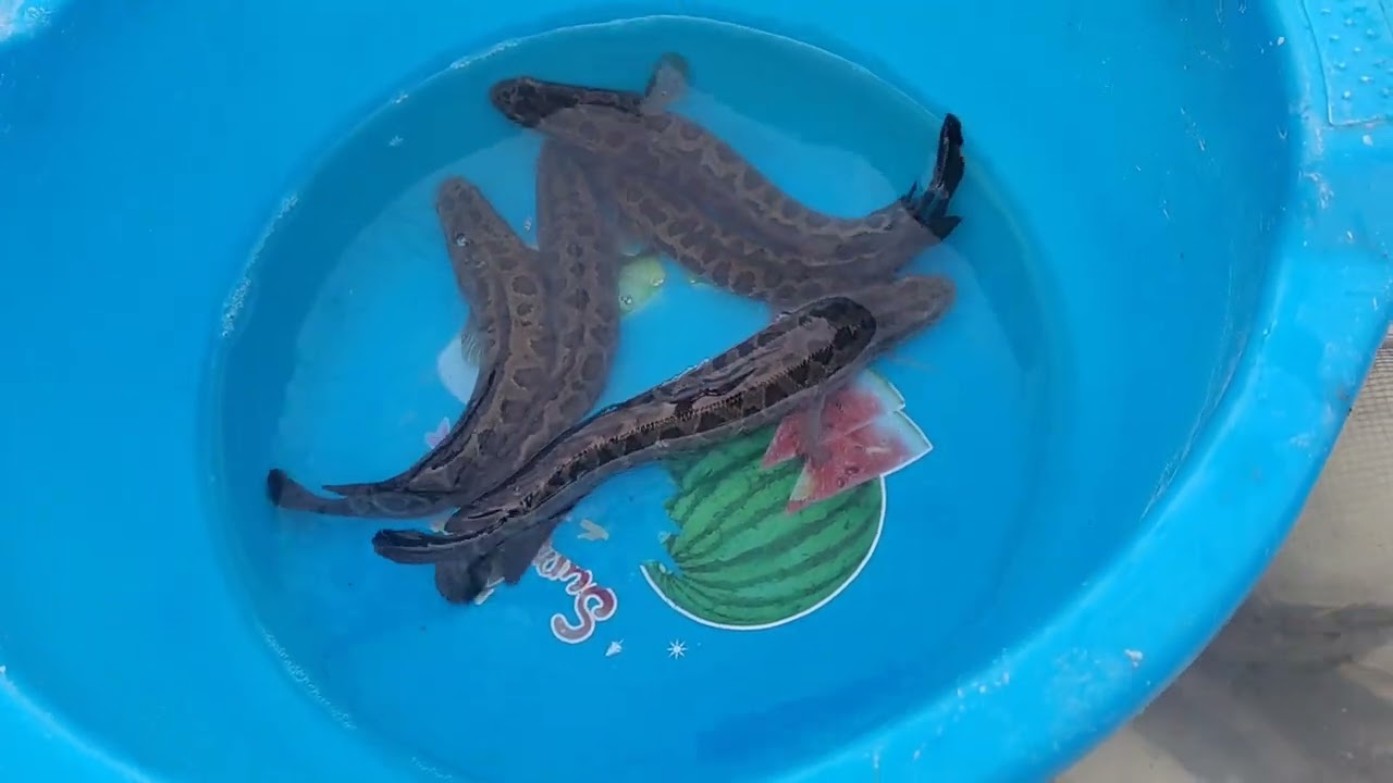 Уй шаройитида балик бокиш Зур бизнес тел +9