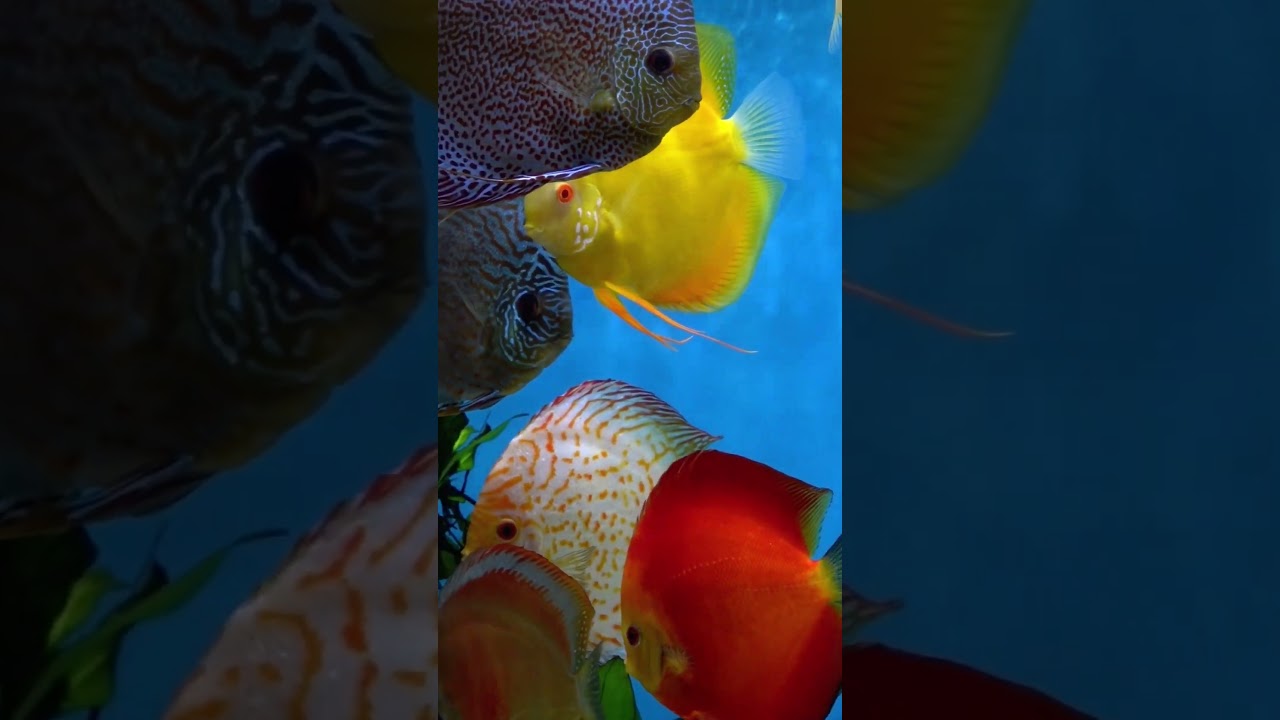Just some big, beautiful discus fish and a relaxing aquarium.