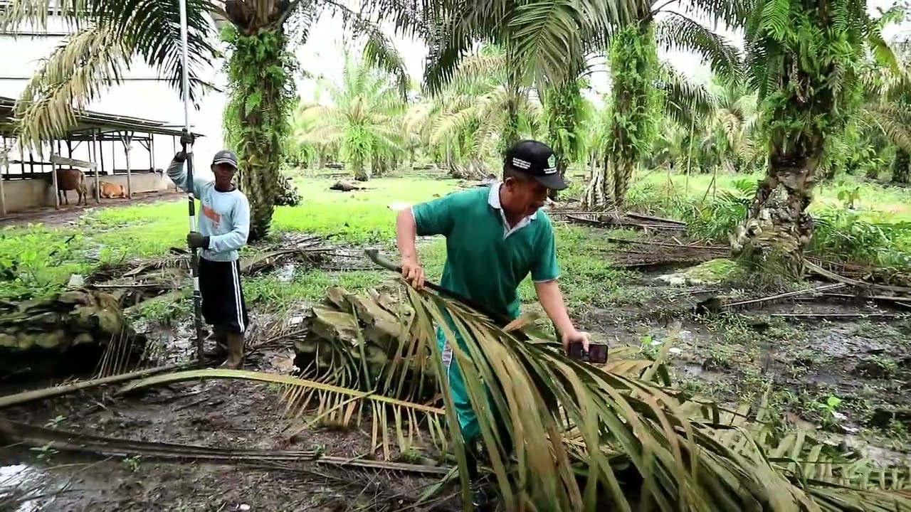 Penyuluhan pertanian pembuatan silase pakan sapi BPP Sungaiselan Bangka Belitung