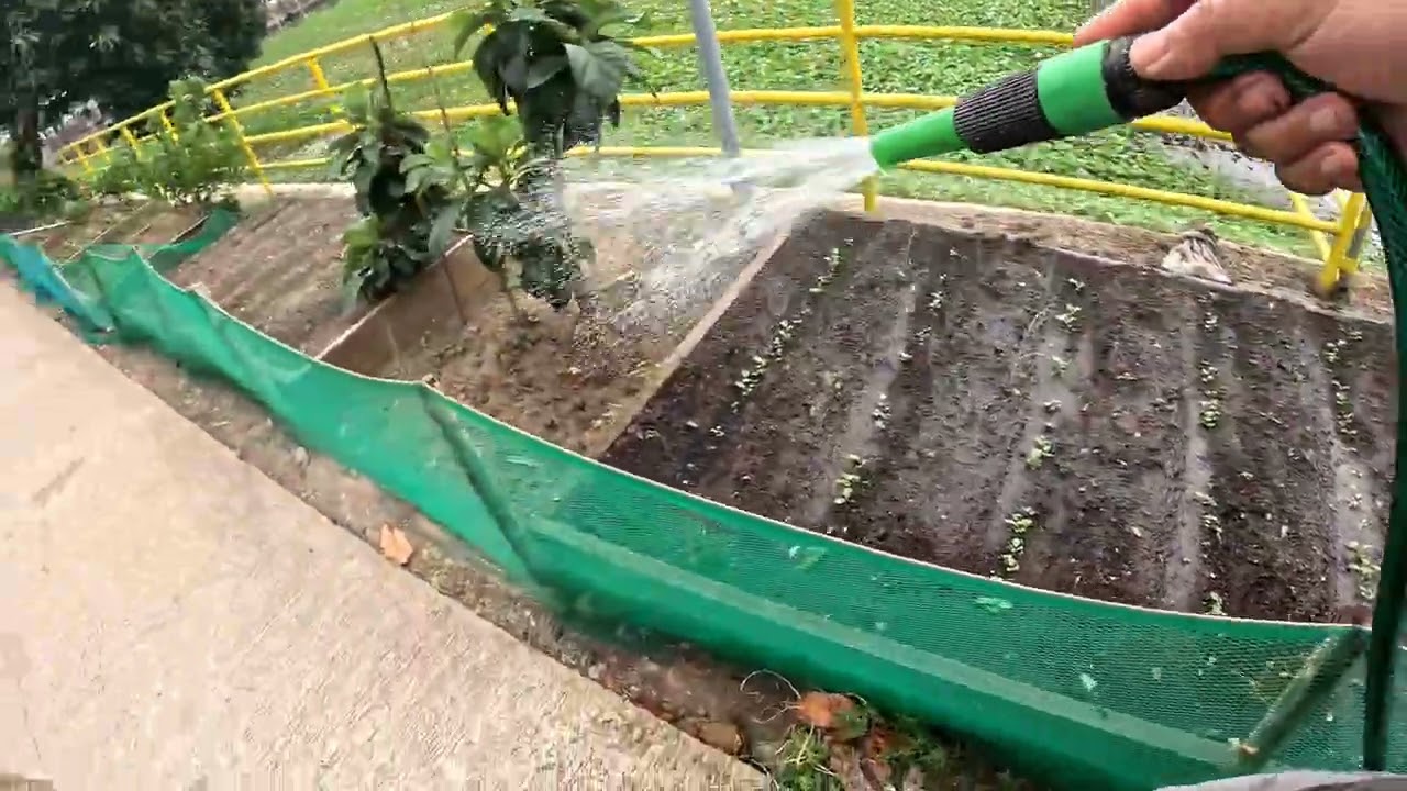 Pitik ng fertilizer saga gulay | Ihalo natin sa tubig