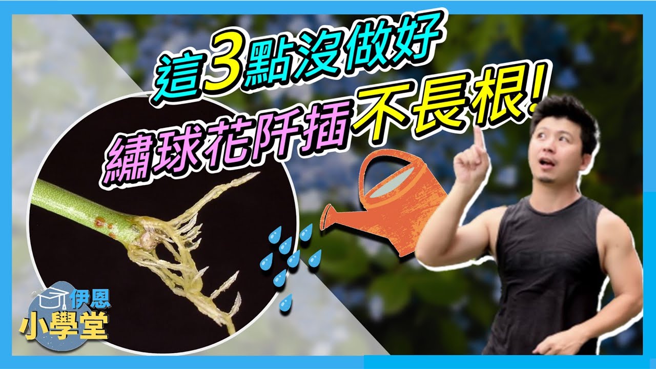 【繡球花系列15】繡球阡插繁殖問題回答----黑桿、發霉、乾掉?把握3大重點，你也可以是繡球阡插繁殖高手。＃愛種花的伊恩＃繡球繁殖＃繡球阡插＃有獎徵答
