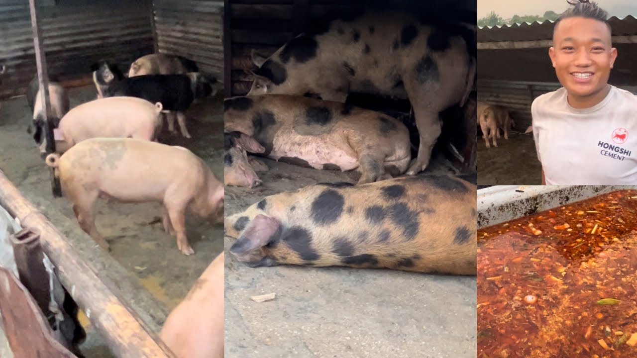 बङुगुर पालन गर्दै सागर लामा विदेश छोडि नेपालमै केहि गर्ने हुटहुटीका साथ बङ्गुर पालन | Bangur farm