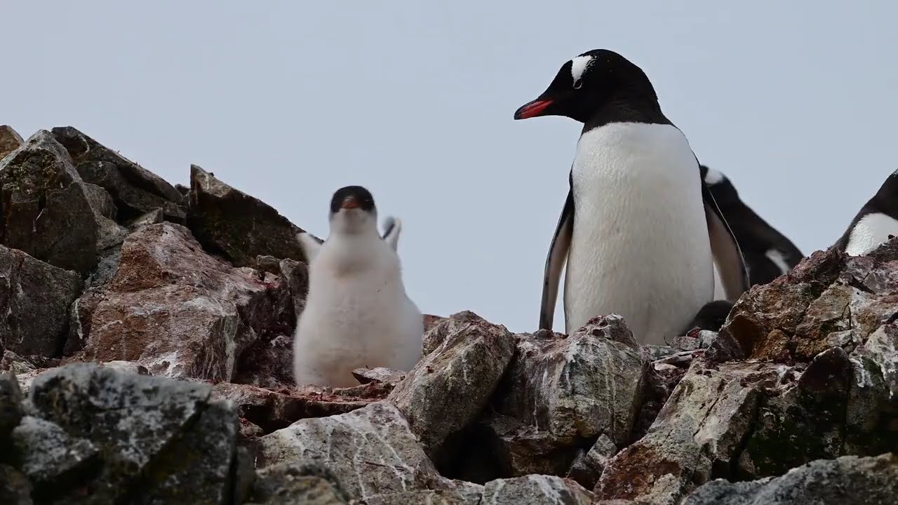 2025 Entry by Alexander Blackburn.  Baby penguin on the move