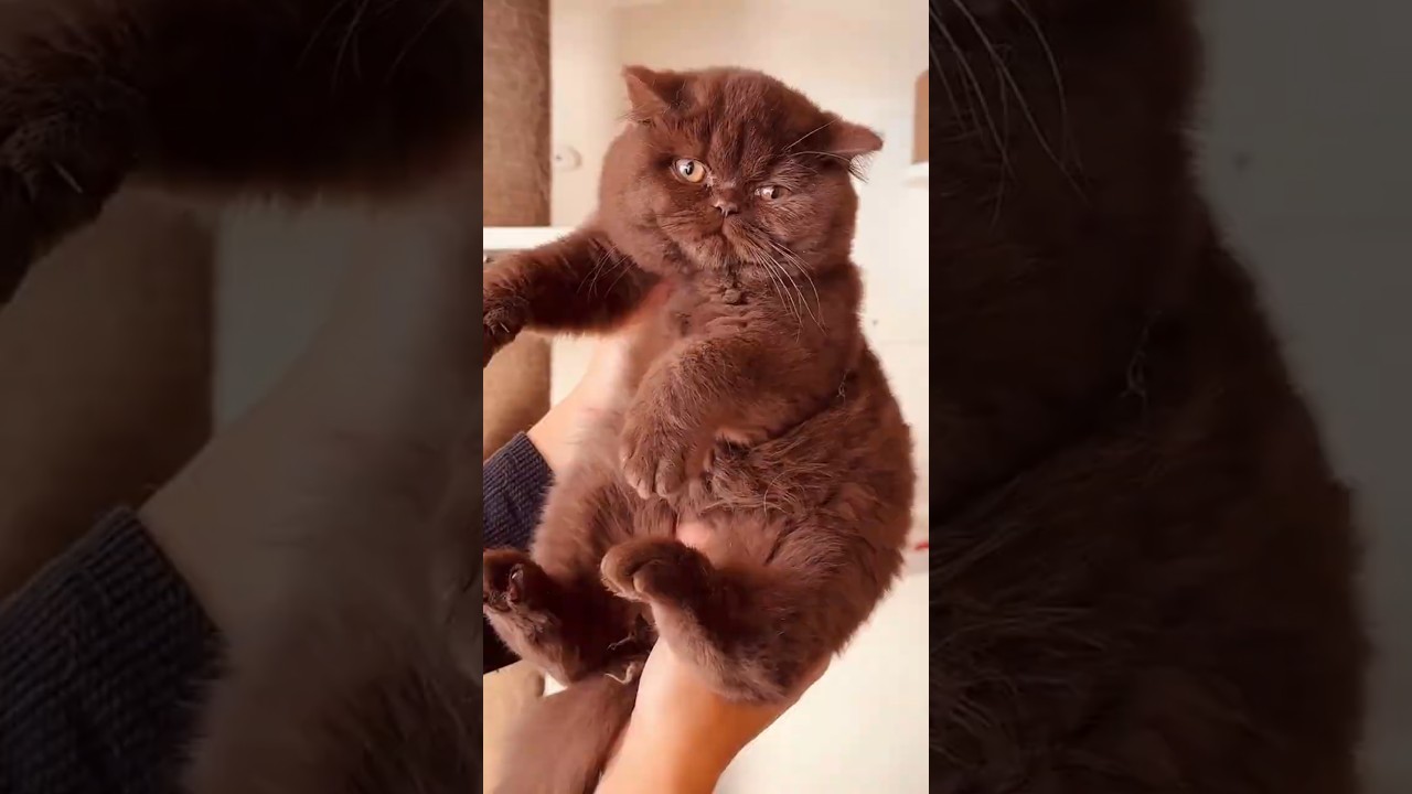 You Can&rsquo;t Fool This Cat 😂