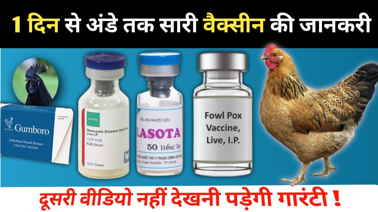 देसी मुर्गीयों को Vaccine कब और कैसे लगानी चाहिए 🤔#desimurgikovaccinekaiselagaye #desimurgipalan