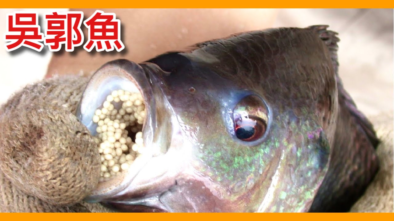 對抗水中外來種的大王「吳郭魚」！包圍河流的悍將竟傳到「日本」成為臺灣之光？Oreochromis mossambicus【動物圖鑑】【瘋狂外來種EP2】