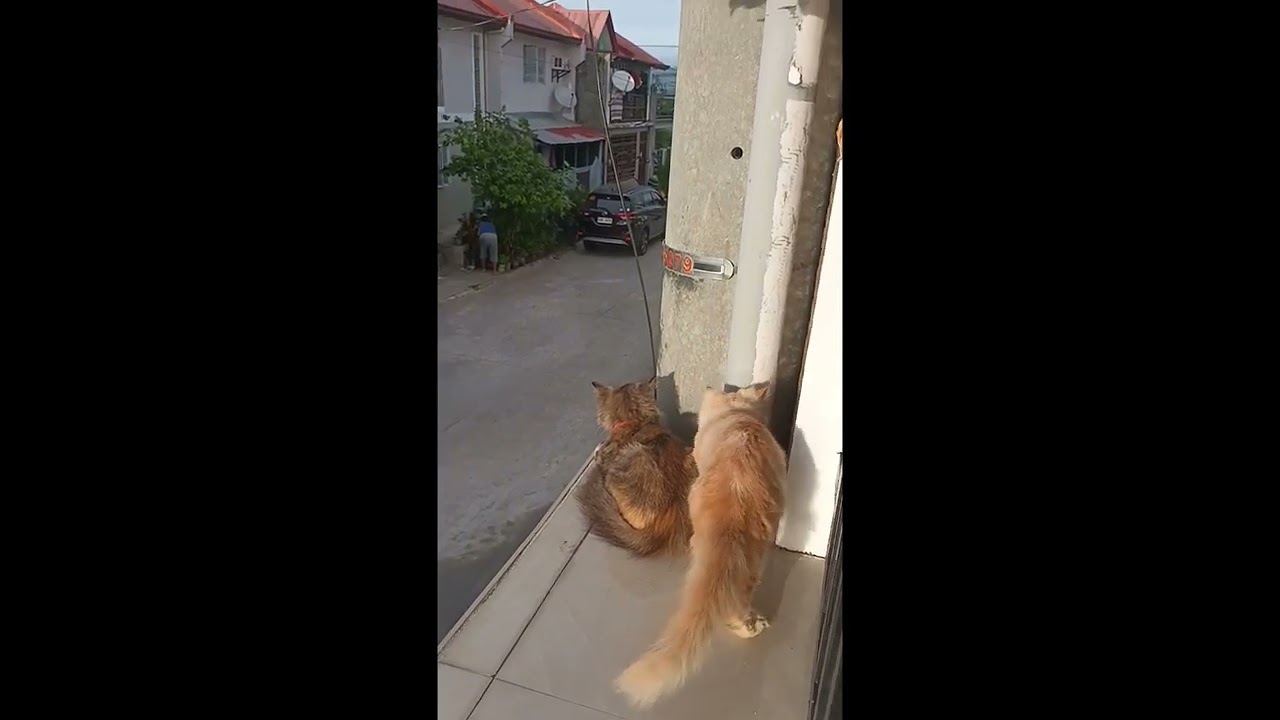 Pets bonding
